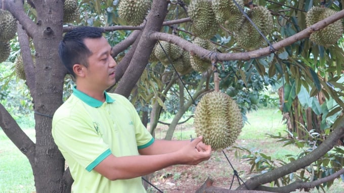 Mr. Hieu meticulously cared for his Monthong durian, waiting for the day of their departure. Photo: Hong Thuy.