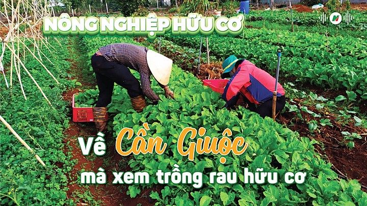 Nông nghiệp hữu cơ: Về Cần Giuộc mà xem trồng rau hữu cơ