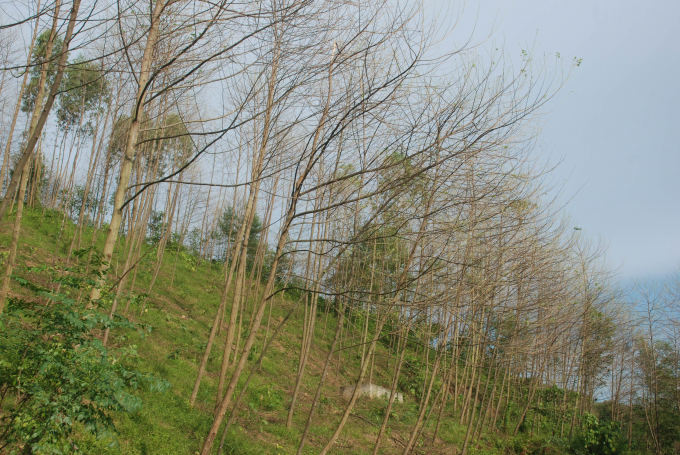 Rừng cây bồ đề bị sâu xanh tàn phá không thể phục hồi được. Ảnh: Nguyễn Tuấn Anh.