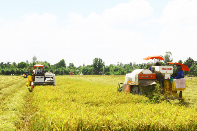 The key project to produce high-quality rice, smart rice, and organic rice has the prioritized call for investment in the agricultural sector. Photo: Kim Anh.