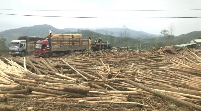 In the past, raw wood was purchased by factories with very strict specifications. Now, due to insufficient supply, they buy everything regardless of specifications to ensure production. Photo: V.D.T.