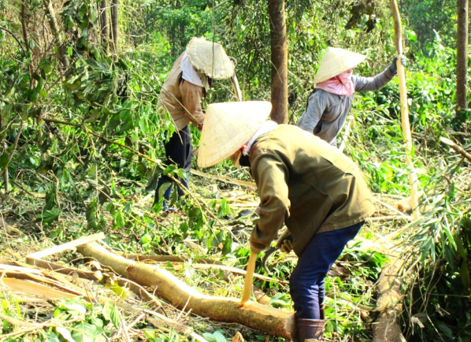 The labor fare for logging in planted forests is much higher than before. Photo: V.D.T.