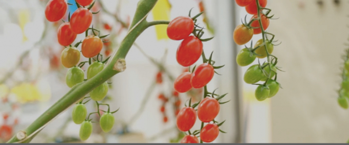 Tomatoes grow in a greenhouse in Kunming, Yunan province, China. Photo: Ridder