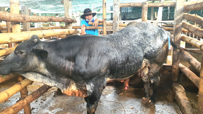 Bò thịt, trâu thịt được xác định là sản phẩm chăn nuôi hàng hóa chủ lực của tỉnh Quảng Ngãi. Ảnh: LK.