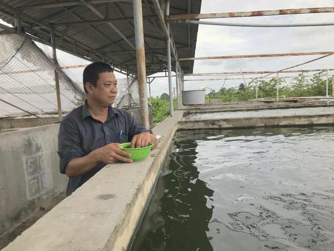 Master Le Trung Dinh inspects the pond used for raising Pangasius sanitwongsei. Photo: Minh Dam.