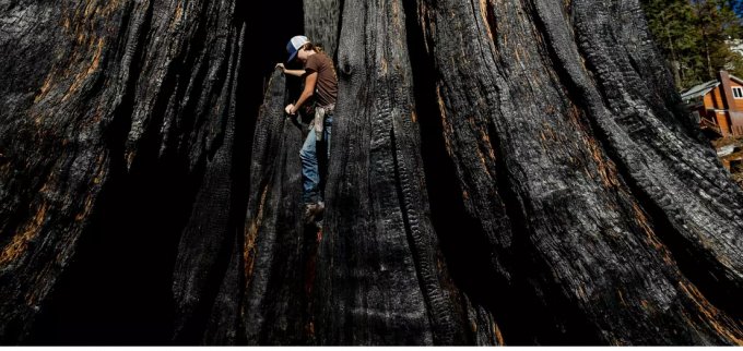 Giant sequoias have massive trunks with bark as thick as 45 cm and can grow over 90 metres tall.