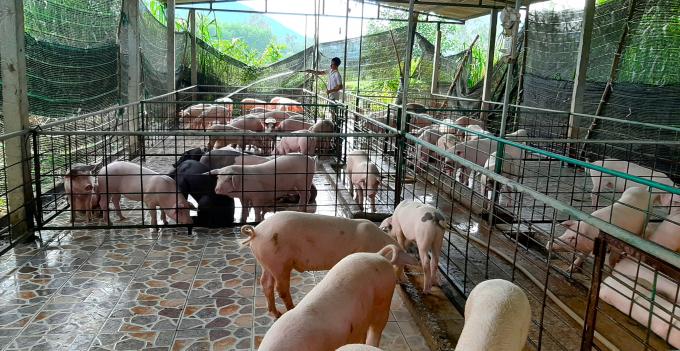 Tỉnh Quảng Ngãi sẽ quy hoạch các vùng chăn nuôi tập trung để phát triển chăn nuôi an toàn, bền vững. Ảnh: LK.
