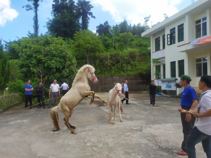 Nuôi ngựa bạch mang lại giá trị kinh tế cao cho người dân ở Bắc Hà, Lào Cai. Ảnh: HĐ.