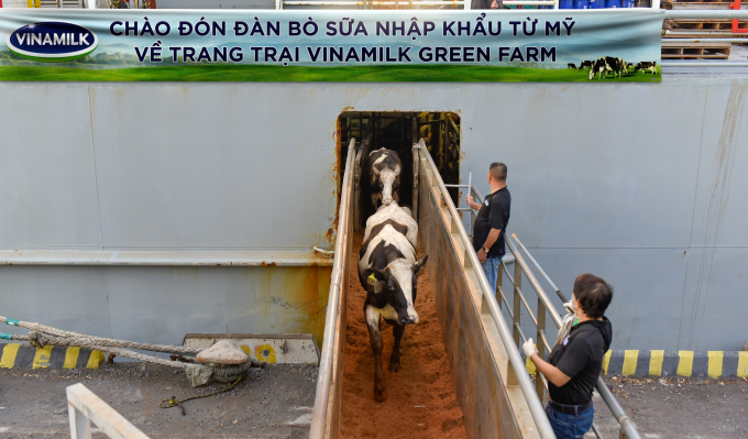Liên tục trong 2 ngày 6 và 7/7, đàn bò tơ và bò mang thai nhập khẩu từ Mỹ đã cập cảng Nghi Sơn và Dung Quất để về mái nhà mới là các trang trại Vinamilk Green Farm tại Thanh Hóa và Quảng Ngãi.