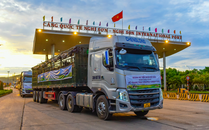 Hàng chục chuyến xe tải cùng các nhân viên trang trại làm việc xuyên đêm đến sáng để vận chuyển các con bò về đến trang trại một cách an toàn và nhanh chóng.