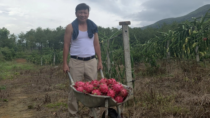 Ông Nguyễn Tôn Quyền, TP. Uông Bí, Quảng Ninh mong muốn được cấp mã số vùng trồng với sản phẩm thanh long ruột đỏ. Ảnh: Nguyễn Thành.