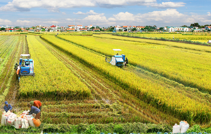 Quy hoạch tổng thể quốc gia định hướng diện tích sản xuất lúa ổn định ở mức khoảng 3,4-3,5 triệu ha.