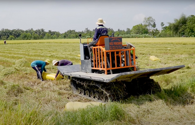 Harvesting rice in Long An. Photo: Thanh Son.