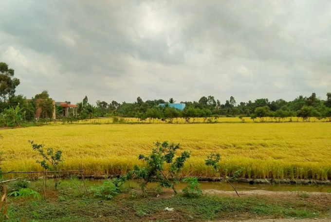 A ripe rice field in Tay Ninh. Photo: Tran Trung.