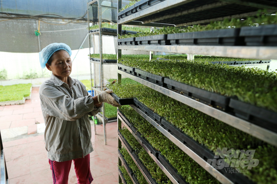 Đến nay, HTX Thanh Hà đã đầu tư trên 8 tỷ đồng cho 2,1ha đất trồng rau và 6 nhà màng diện tích khoảng 10.000 m2 chuyên sản xuất rau. Ảnh: Diệu Vy.