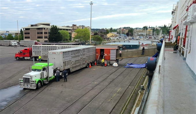 From the port of Olympia (USA), the herd of cows crossed 6,200 nautical miles to arrive in Vietnam.