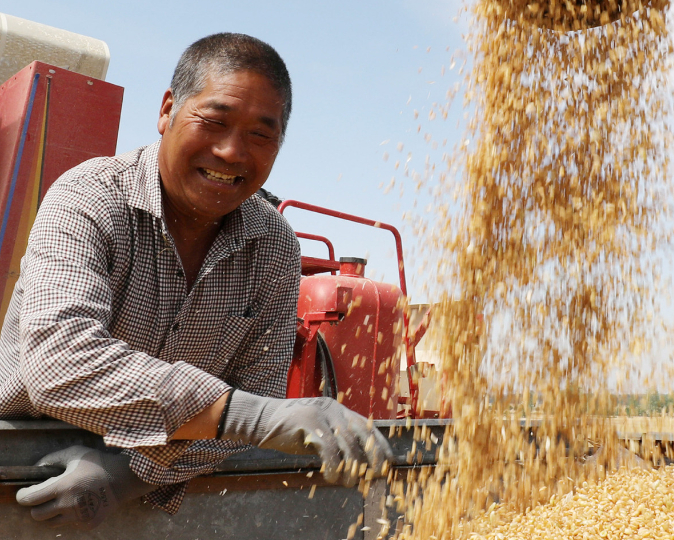 Một nông dân đang thu hoạch lúa mì ở  tỉnh Sơn Đông, miền Đông Trung Quốc, ngày 26 tháng 5 năm 2022. Ảnh: Tân Hoa xã