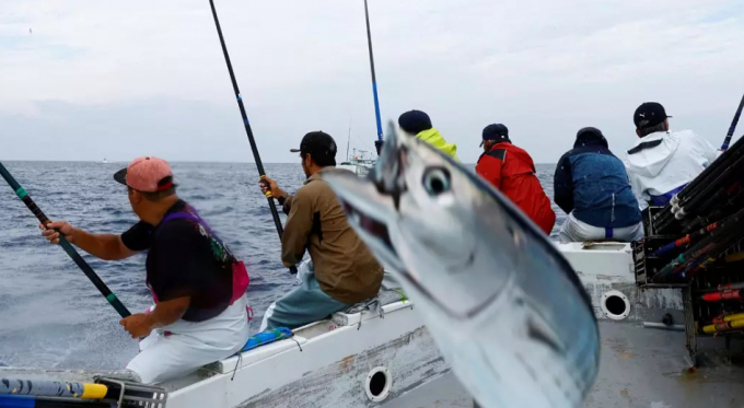 Locals and experts warn that unusually fatty katsuo is an indicator of climate change.