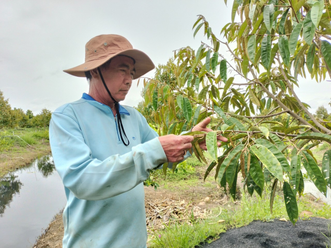 Ông Lê Văn Phân, một người dân tại xã Tân Lập, huyện Tân Thạnh mạnh dạn chuyển đổi đất trồng lúa sang cây sầu riêng, chuẩn bị phát triển điểm du lịch sinh thái. Ảnh: Minh Đảm.
