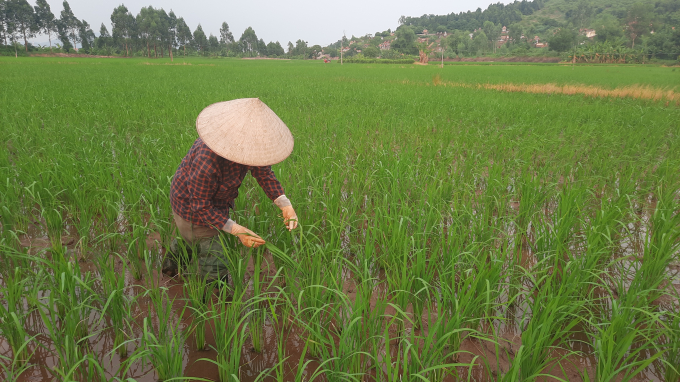 100% diện tích trồng lúa tại TX Đông Triều đảm bảo được tưới chủ động. Ảnh: Nguyễn Thành.