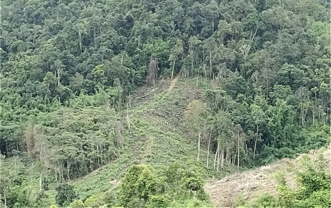 Ban Quản lý rừng phòng hộ Đăk Đoa có nhiều sai phạm trong công tác trồng rừng, sử dụng kinh phí dịch vụ môi trường rừng, để mất rừng.