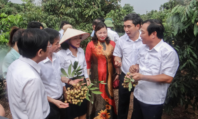 Khách mời nếm thử sản phẩm nhãn Chí Linh tại vườn. Ảnh: Hoàng Duy.