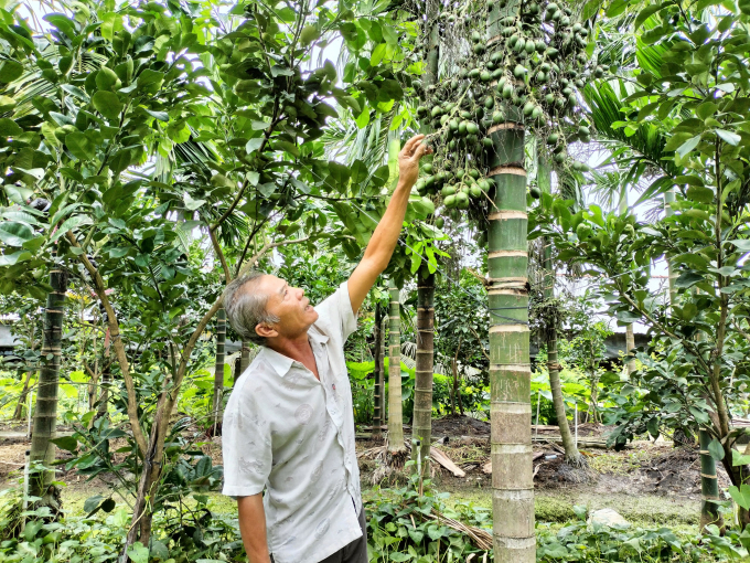 Ông Tần kiểm tra trái cau chuẩn bị gọi thương lái đến thu mua. Ảnh: Minh Đảm.