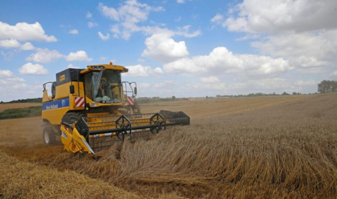 Nông dân Pháp thu hoạch lúa mì ở Honnecourt-sur-Escaut. Ảnh: Reuters