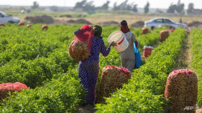 Nông hộ nhỏ tại Ai Cập vẫn đóng vai trò quan trọng trong cung cấp lương thực cho khoảng 103 triệu dân. Ảnh: AFP