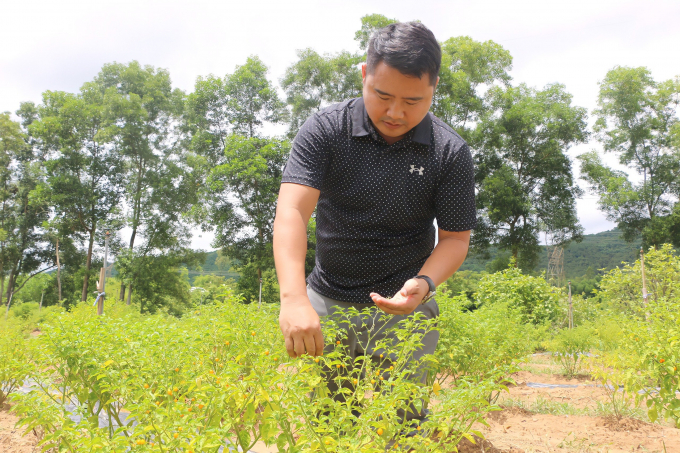 Le Sy Tan's successful trial planting of the Peruvian chili variety initially showed that this type of plant could adapt and grow quite well in the climate and soil conditions of Thach Xuan land in particular and Thach Ha district in general.