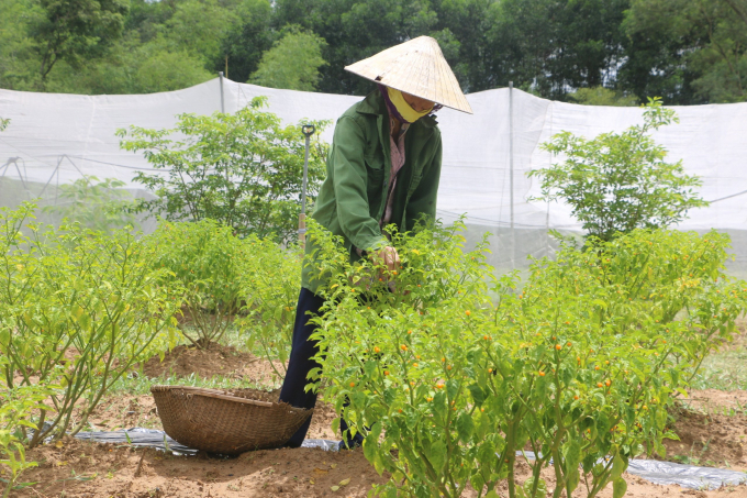 500 chili plants create a profit of approximately VND 300 million per year. 