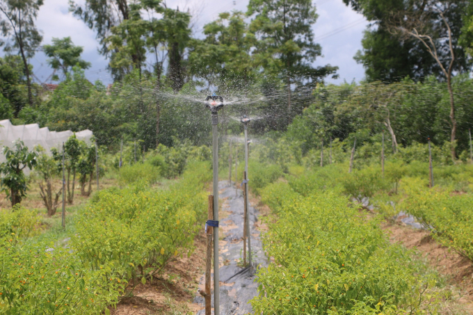 Tan and the team's chili growing model is entirely using organic methods.