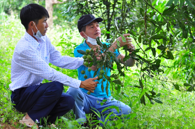 By 2030, the country’s production area is expected to reach 130 to 150 thousand ha and concentrate mainly in regions such as the Northwest and the Central Highlands. Photo: Minh Hau.