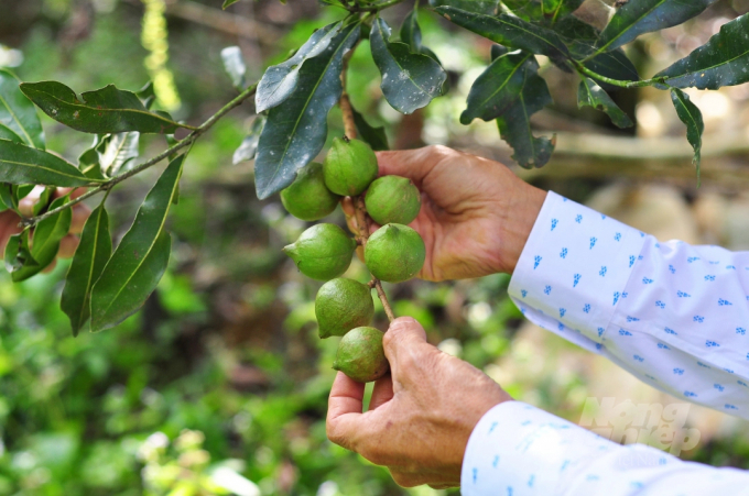 In the Central Highlands, the yield for macadamia 10 years old and older reached 4 tons of fresh seeds/ha of pure planting and 2.8 tons of fresh seeds/ha of intercropping. Photo: Minh Hau.