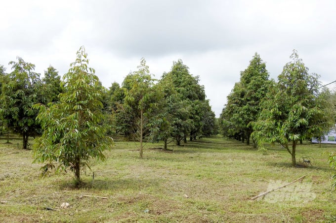 Đồng Nai đã hình thành nhiều vùng trồng sầu riêng quy mô lớn. Ành: Thanh Sơn.
