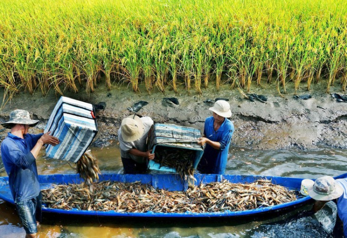Thu hoạch tôm xen lúa ở Đồng bằng sông Cửu Long của Việt Nam.
