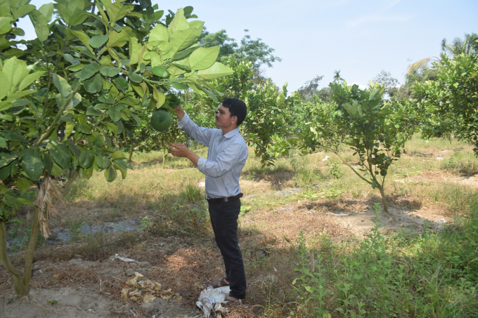 Phù Cát là 1 trong những địa phương chuyển đổi cơ cấu nông nghiệp tốt ở Bình Định. V.Đ.T.
