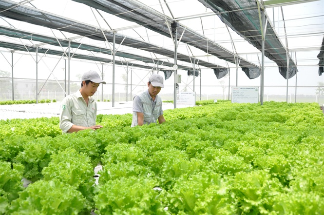 Cây rau màu khác được tỉnh Bắc Ninh hỗ trợ 5 triệu đồng/ha sản xuất/vụ.