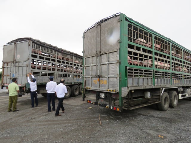 Bộ NN-PTNT đề nghị Văn phòng Thường trực Ban Chỉ đạo 389 quốc gia, UBND các tỉnh, thành phố trực thuộc Trung ương triển khai quyết liệt, đồng bộ các biện pháp kiểm soát vận chuyển lợn và sản phẩm lợn ra, vào Việt Nam. Ảnh:TL.