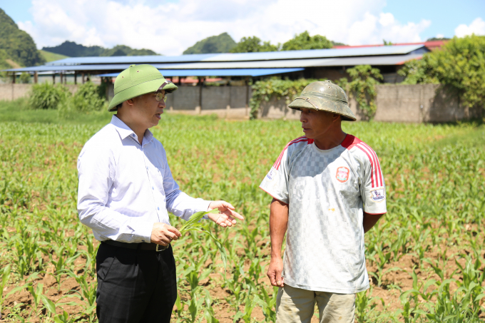 Ông Nguyễn Quý Dương (trái) kiểm tra tình hình sâu keo mùa thu gây hại trên cây ngô của nông dân tại huyện Mộc Châu. Ảnh: Nguyễn Hùng.