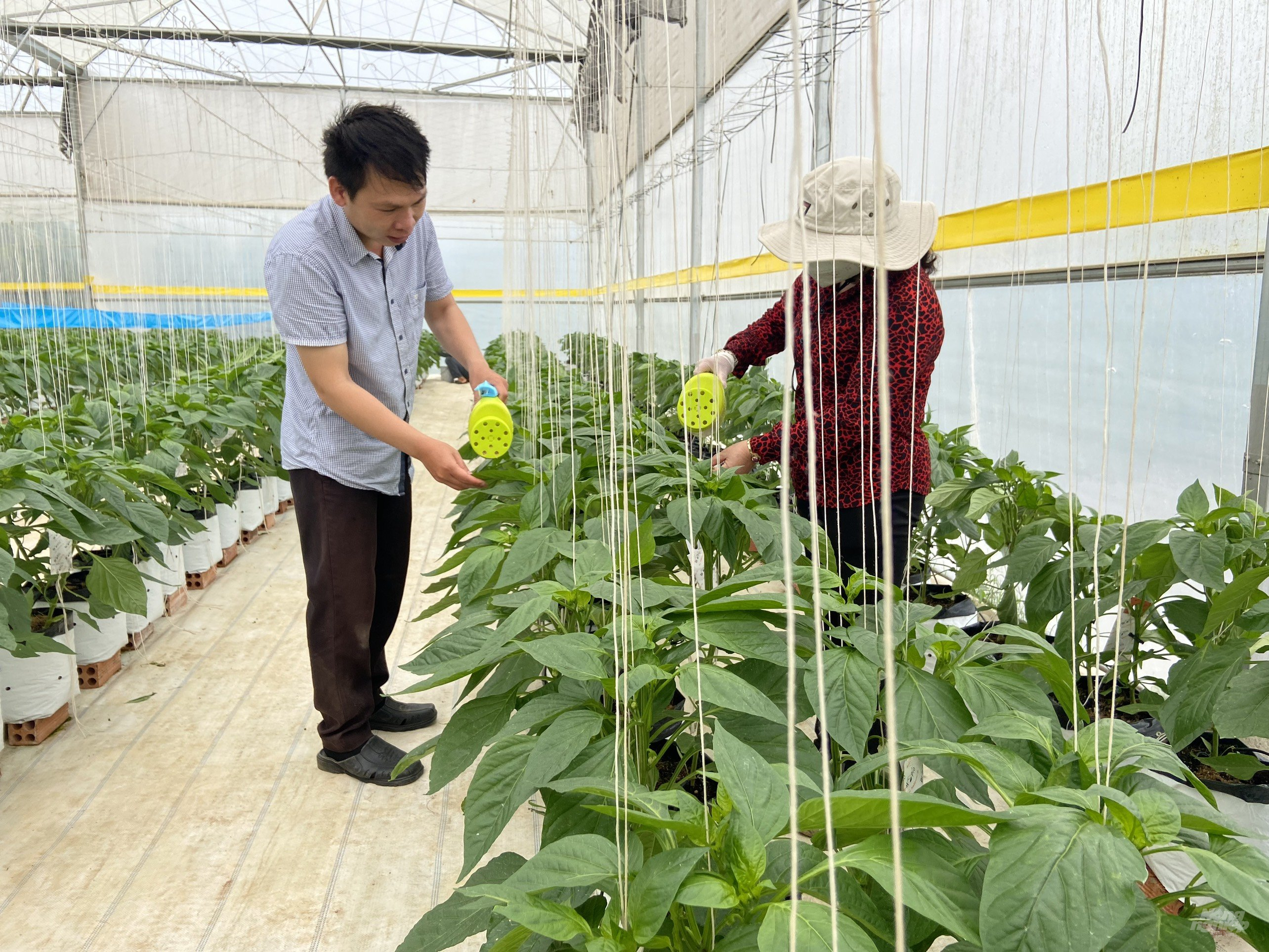 Rijk Zwaan Việt Nam và Bio pro - Đà Lạt Hasfarm cùng nghiên cứu đưa ra quy trình kỹ thuật chung đối với canh tác các giống ớt chuông và các cây trồng khác trong nhà màng, giúp mang lại hiệu quả cao cho nông dân. Ảnh: PV.