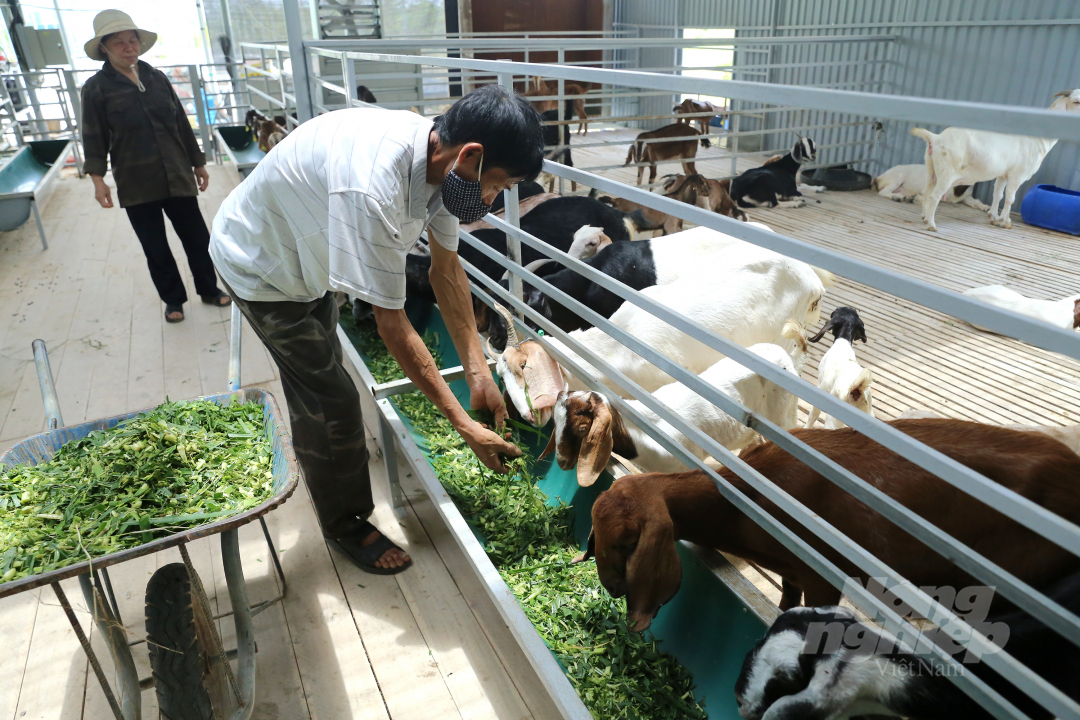 Sử dụng thuốc nam trong chăn nuôi dê giúp tăng sức đề kháng, phòng chữa bệnh hiệu quả chính là điểm tạo nên sự khác biệt của DTH FARMT so với các trang trại nuôi dê khác. Ảnh: Diệu Vy.