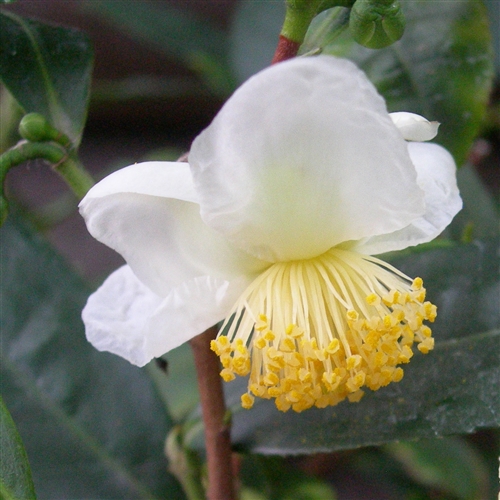 Cây trà xanh (Camellia sinensis) được trồng phổ biến ở nhiều nơi. Ảnh: iStock