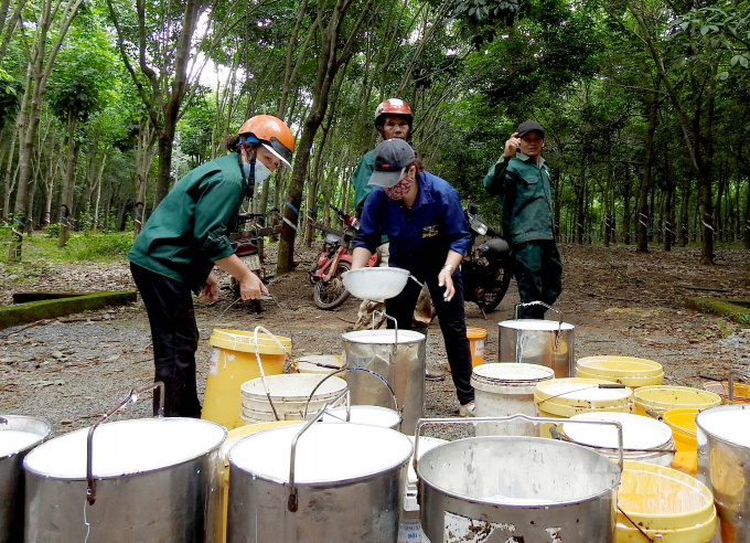 Việt Nam đang là nguồn cung cao su tự nhiên lớn nhất cho Ấn Độ. Ảnh: Thanh Sơn.