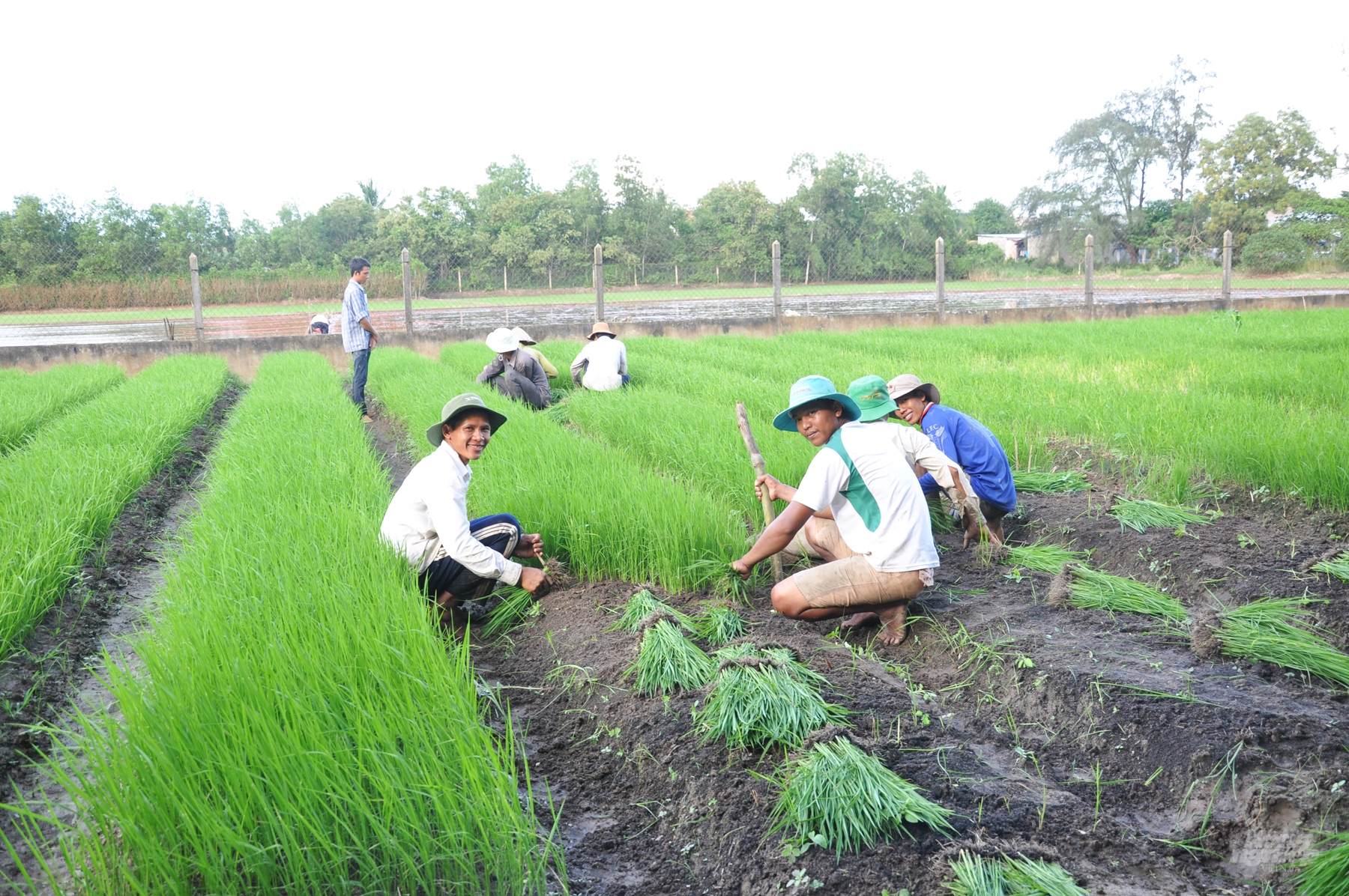 Gieo mạ, dùng máy cấy lúa giảm lượng giống gieo sạ là một trong những giải pháp kỹ thuật hạ giá thành sản xuất. Ảnh: Hữu Đức