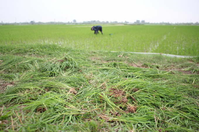 Sở NN-PTNT Nam Định đề nghị các địa phương trong tỉnh hướng dẫn người dân tăng cường điều tra, phát hiện, nhổ bỏ lúa cỏ trên ruộng lúa. Ảnh: Trung Quân.