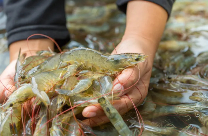 During the disease challenge trials, the polymer-coated catechins were mixed into commercial shrimp feeds