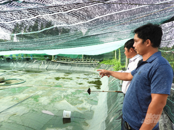 Organizing shrimp farming areas according to the value chain links. Photo: Nguyen Thuy.