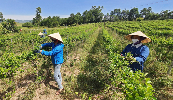 The medicinal farm of organic Gymnema sylvestre (Thia canh in Vietnamese) at Cu Nam Medicinal Cooperative. Photo: TP.