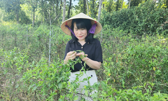 Director Nguyen Thi Giang inspecting the quality of medicinal plants before harvesting. Photo: TP.